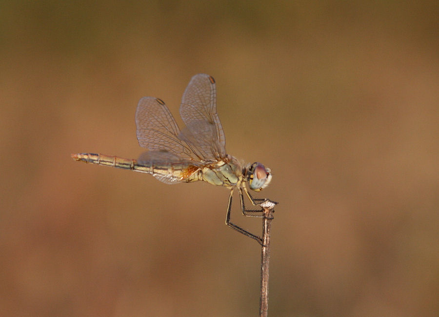 Sympetrum da identificare