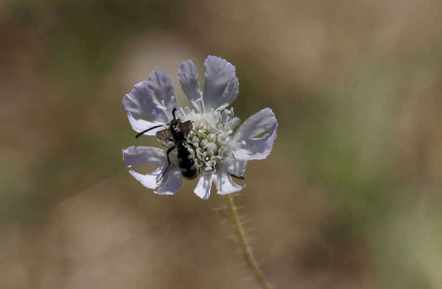 Colpa cf. sexmaculata (Scolidae)