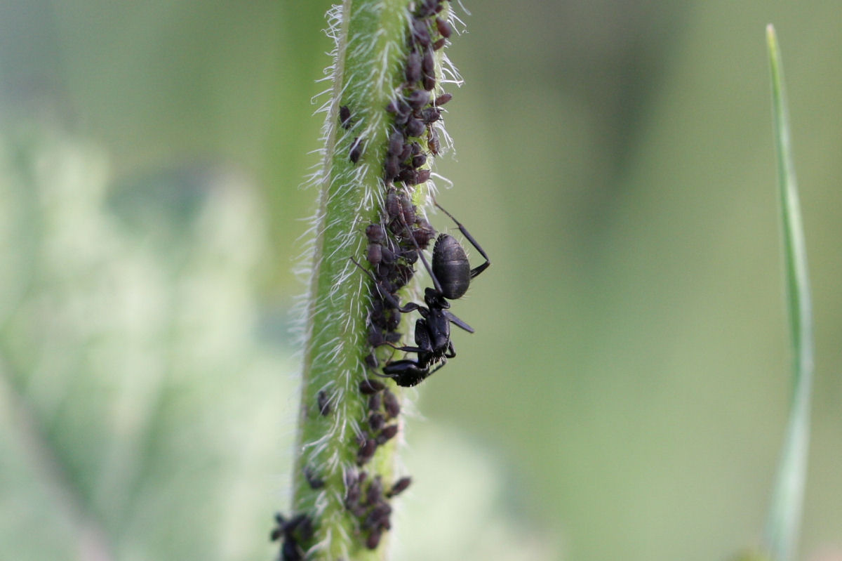 Trofallassi tra Camponotus aethiops maggiori e minori