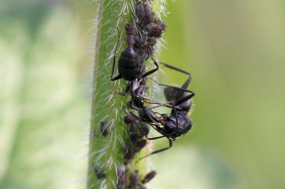 Trofallassi tra Camponotus aethiops maggiori e minori