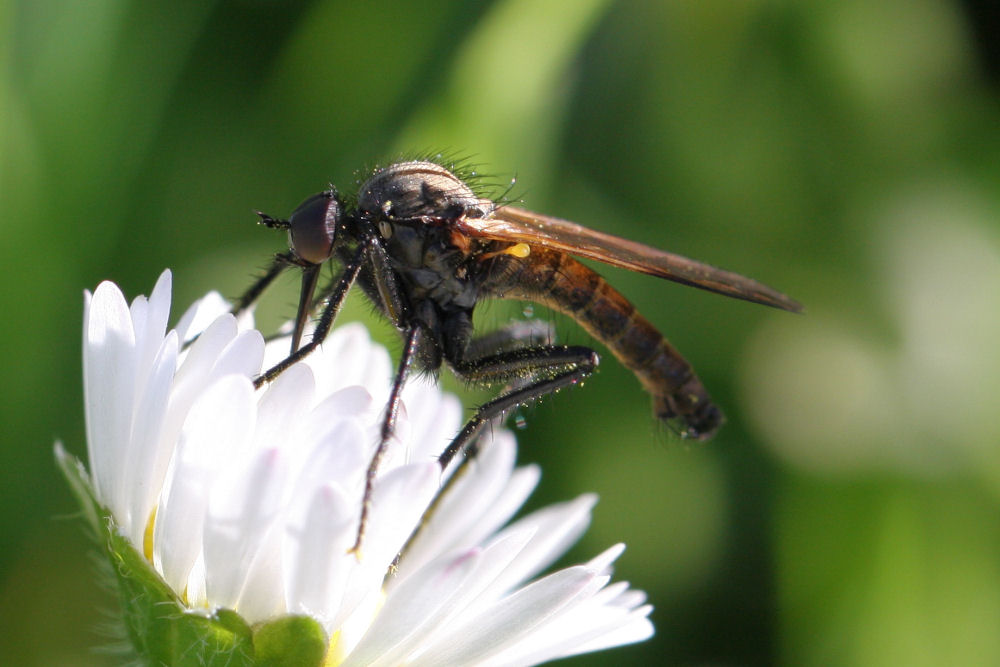 Empis (Euempis) sericans  ♂ (Empididae)
