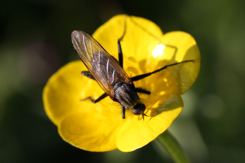 Empis (Euempis) sericans  ♂ (Empididae)