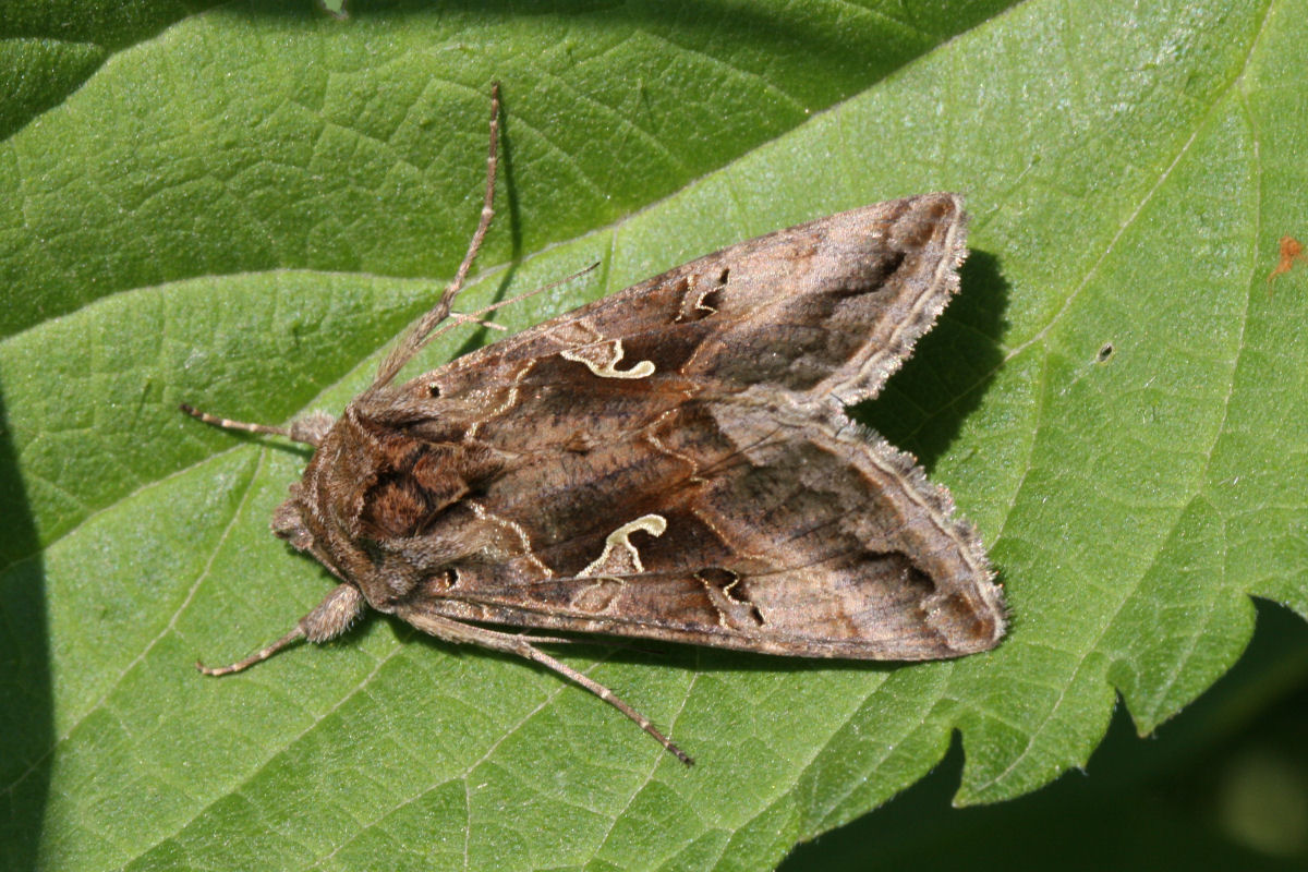 Autographa gamma?