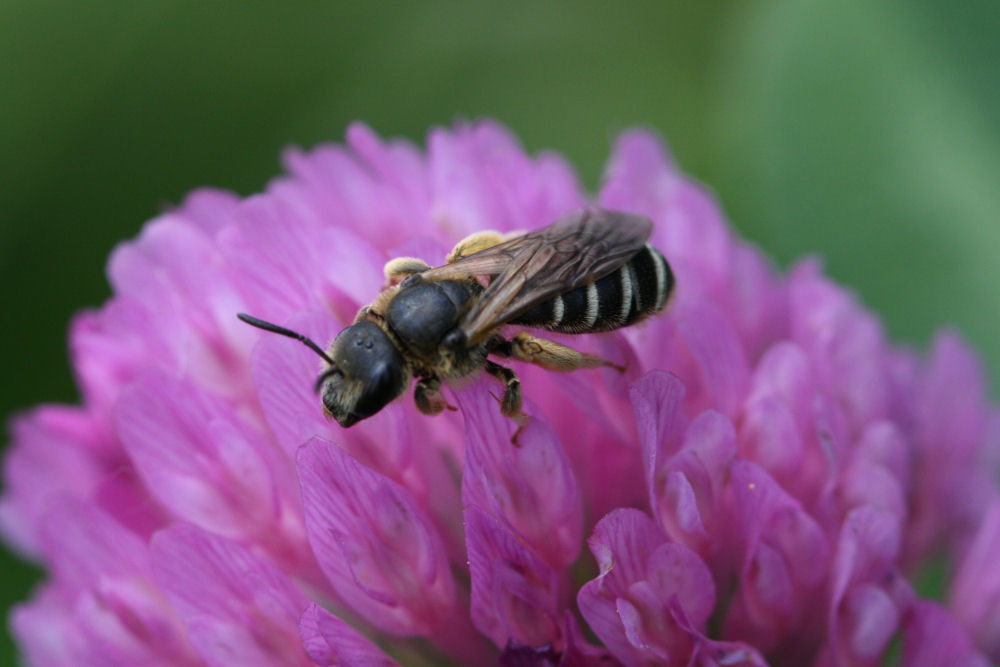 Halictus sp.