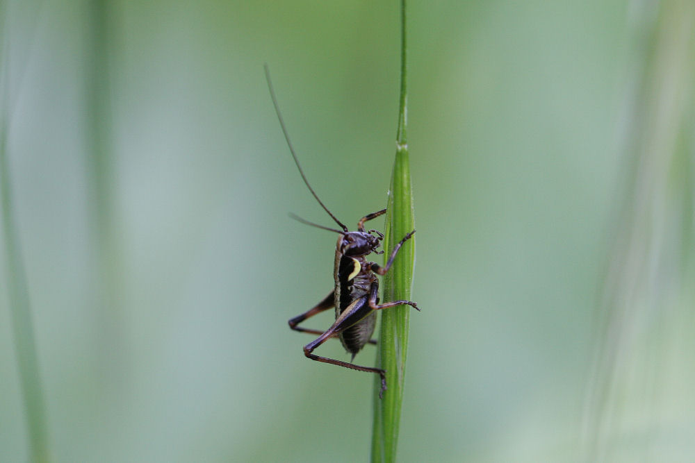 Eupholidoptera sp.