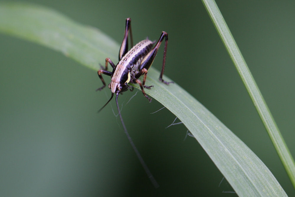 Eupholidoptera sp.