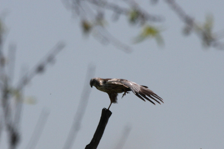 Rapace da identificare