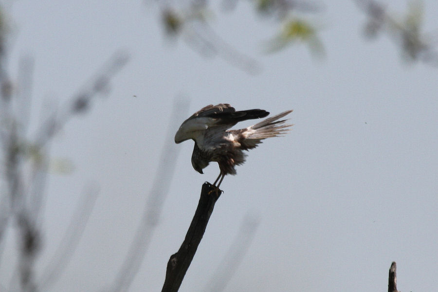 Rapace da identificare