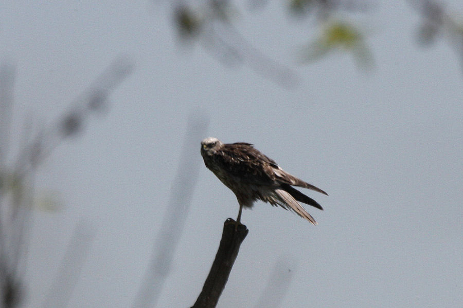 Rapace da identificare