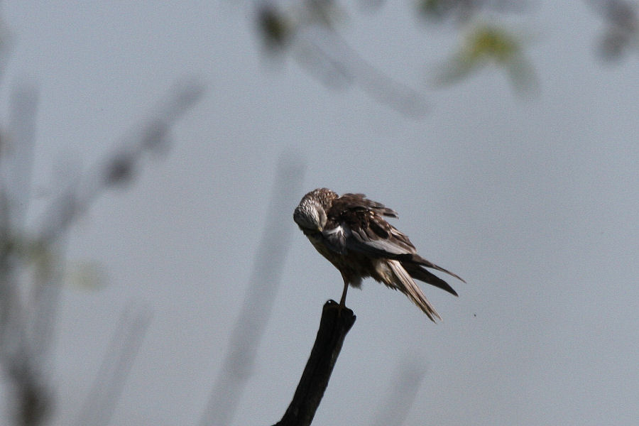 Rapace da identificare