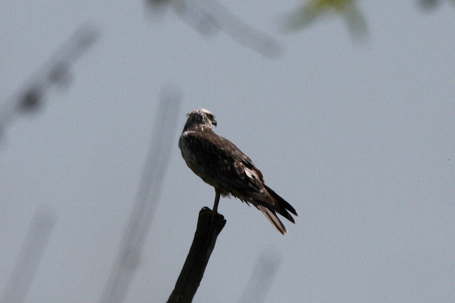 Rapace da identificare