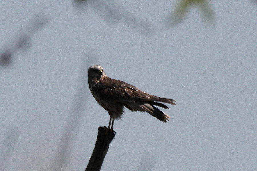 Rapace da identificare