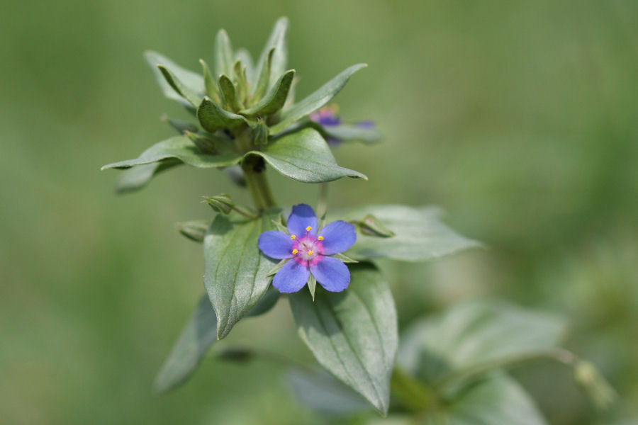 Anagallis sp.