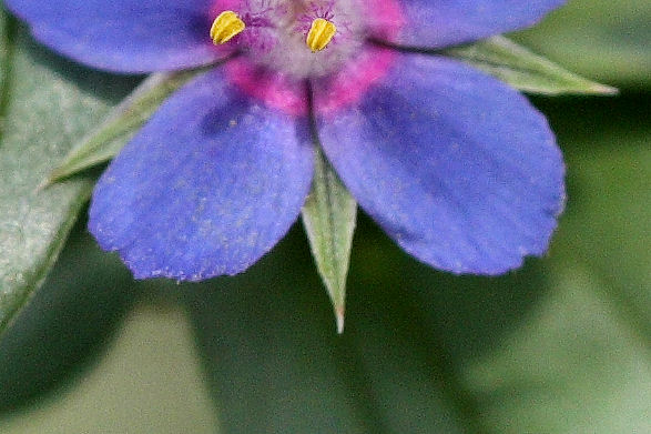 Anagallis sp.