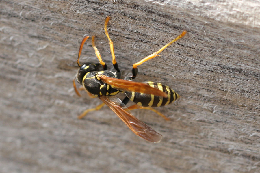 Polistes sp.