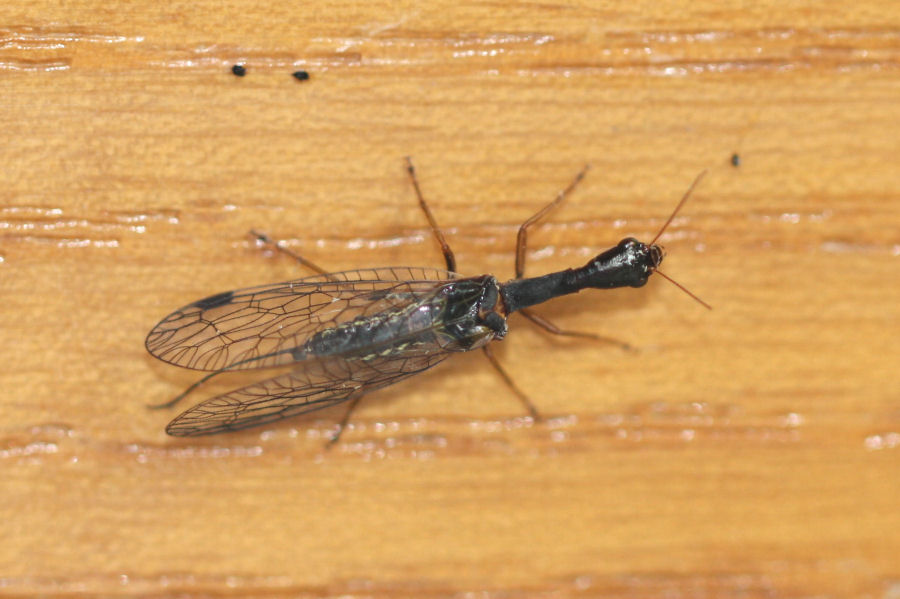 Venustoraphidia nigricollis