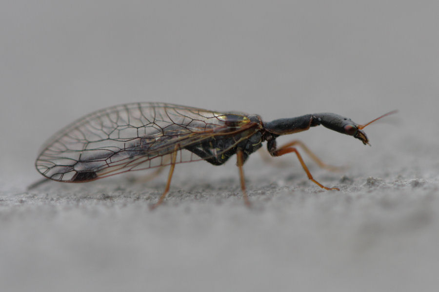 Venustoraphidia nigricollis