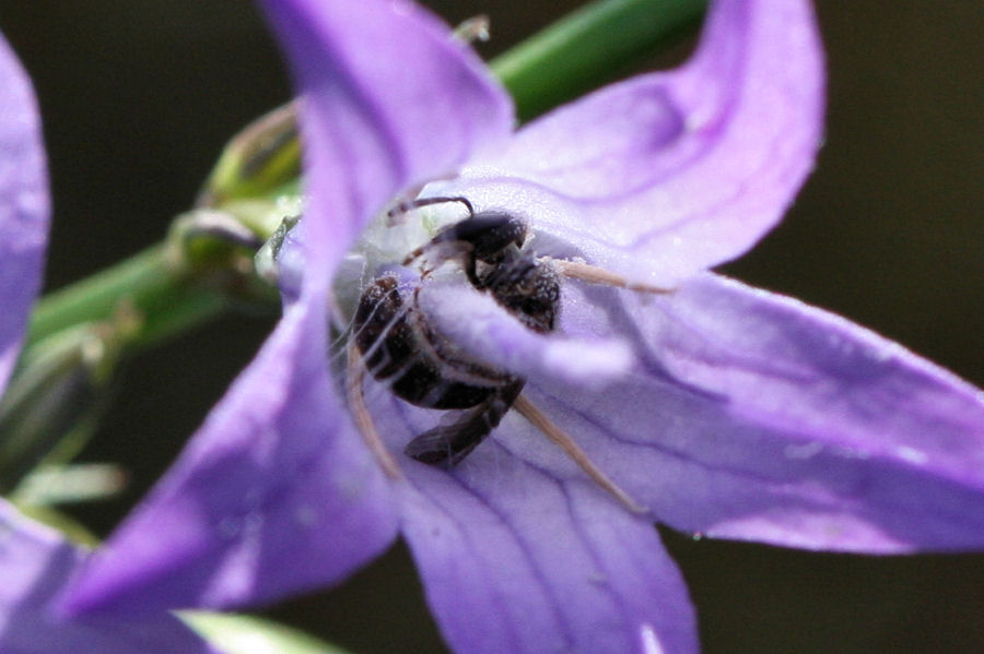 Apidae Halictinae.
