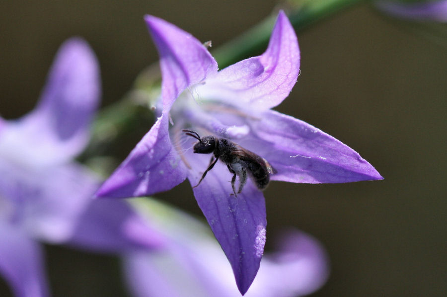 Apidae Halictinae.