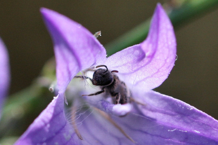 Apidae Halictinae.