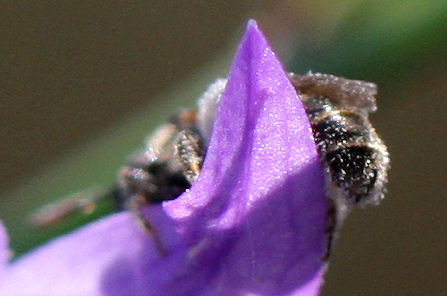 Apidae Halictinae.