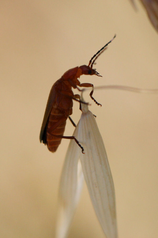 Rhagonycha sp. ?
