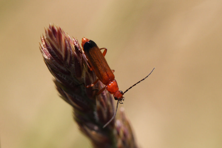 Rhagonycha sp. ?