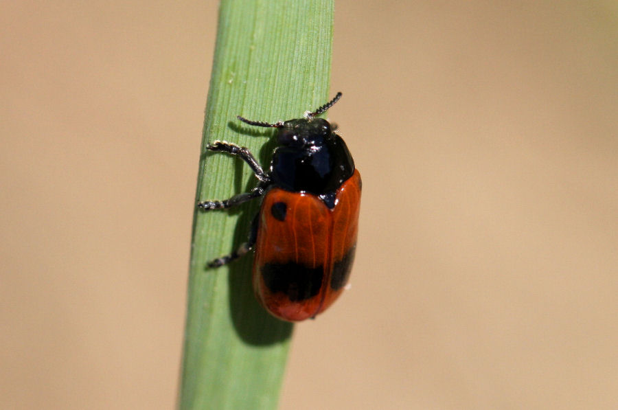 Clytra laeviuscula