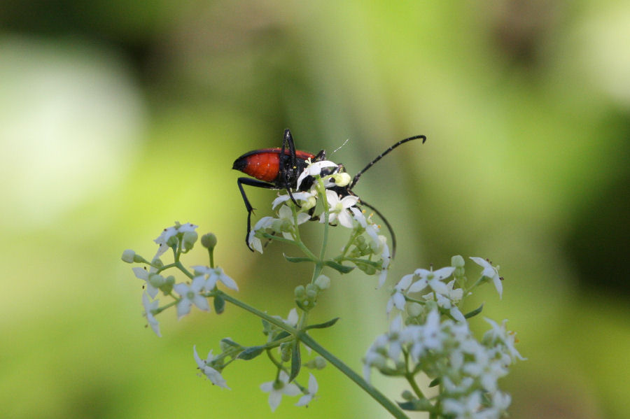 Stenurella bifasciata bifasciata