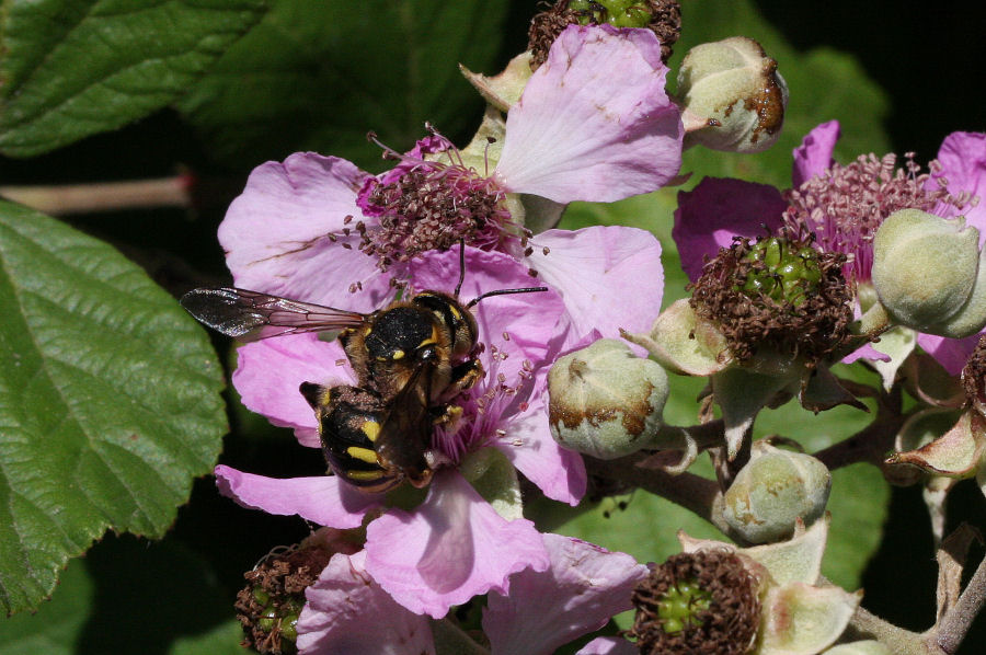 Anthidium sp. (Apidae Megachilinae)