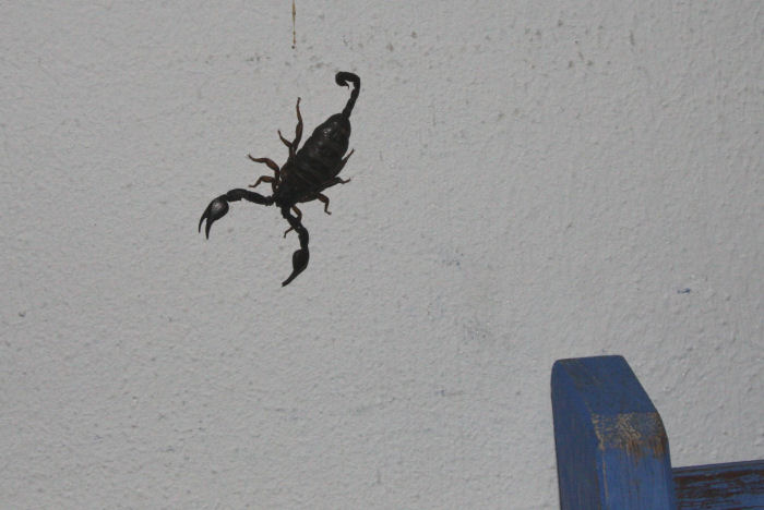 Euscorpius italicus