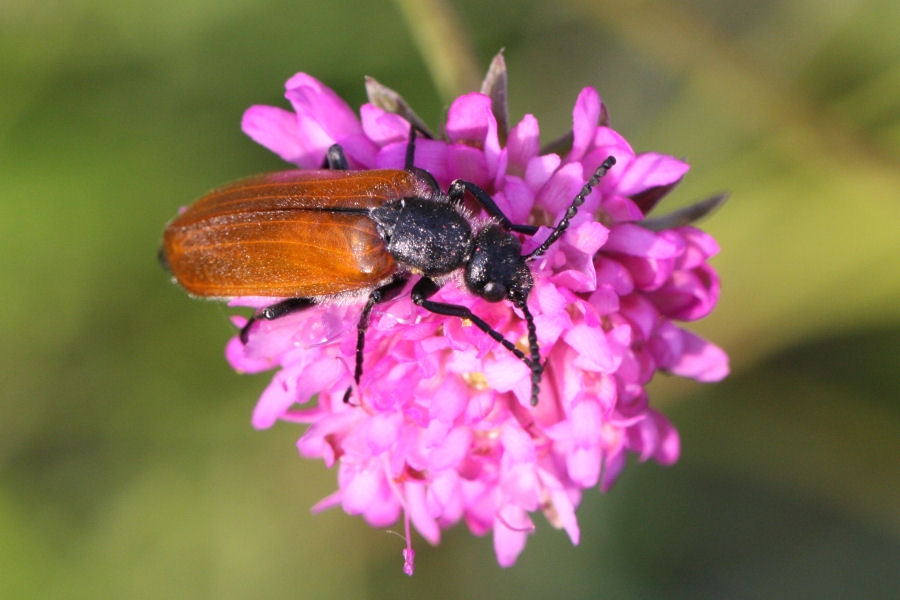 Un altro colottero, Identificazione? Lydus trimaculatus