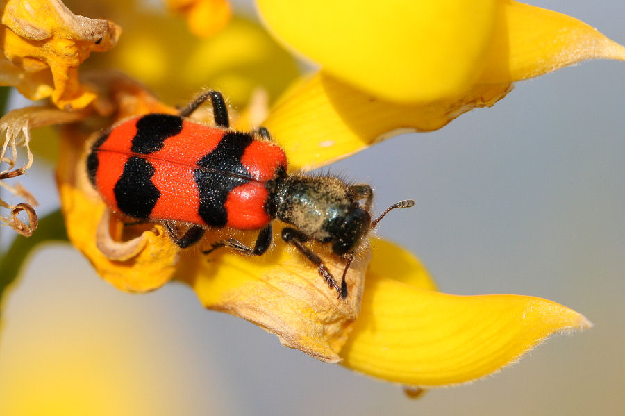 Mylabris variabilis? No, Trichodes alvearius