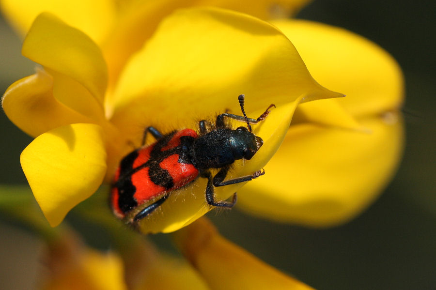 Mylabris variabilis? No, Trichodes alvearius