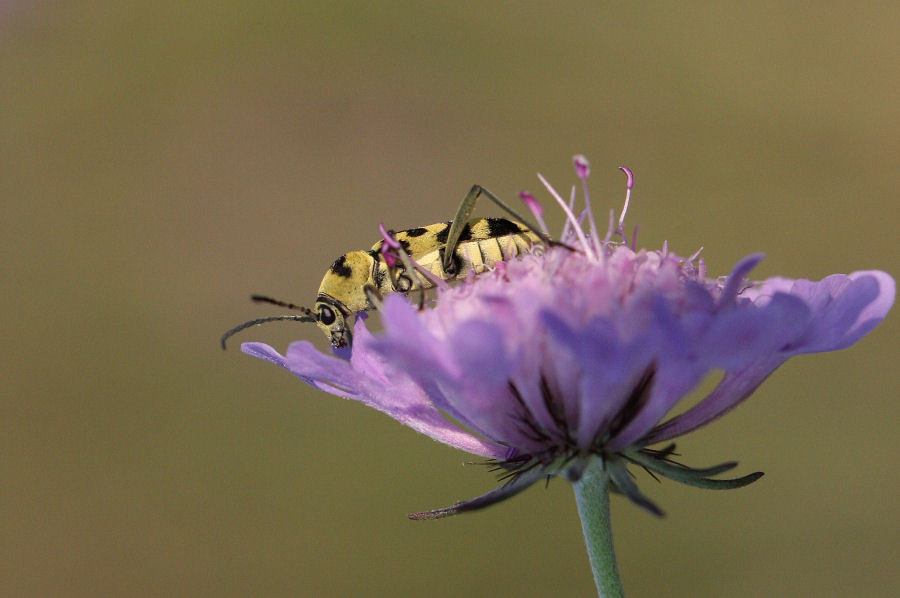 Chlorophorus varius