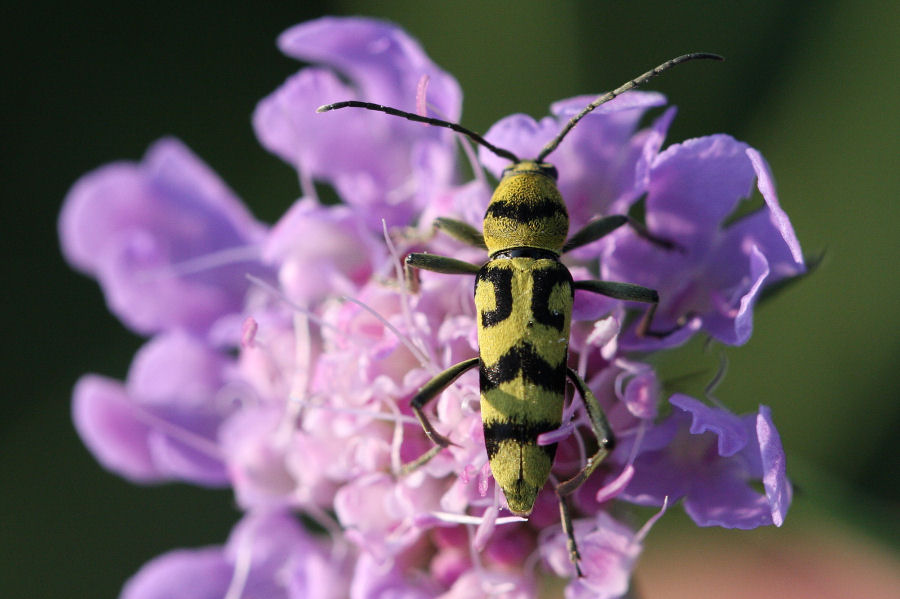 Chlorophorus varius