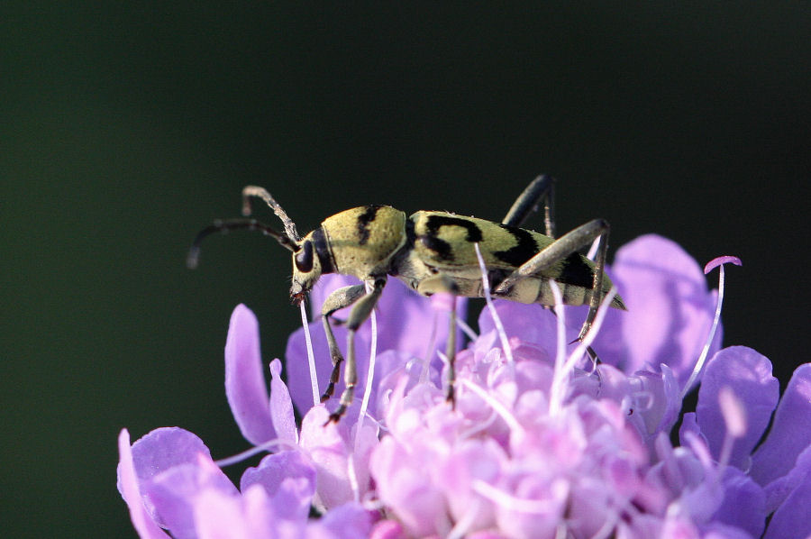 Chlorophorus varius