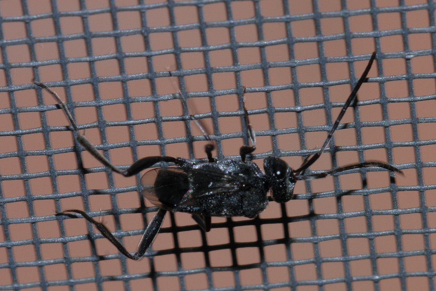 Evaniidae: Evania appendigaster