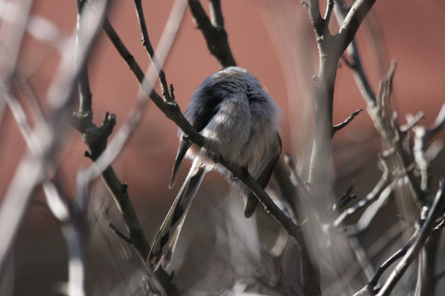 Avifauna humor