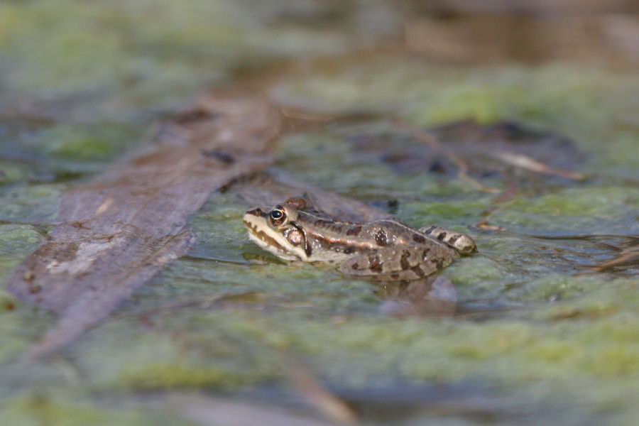 Identificazione rane - Pelophylax sp. (prov. Bologna)