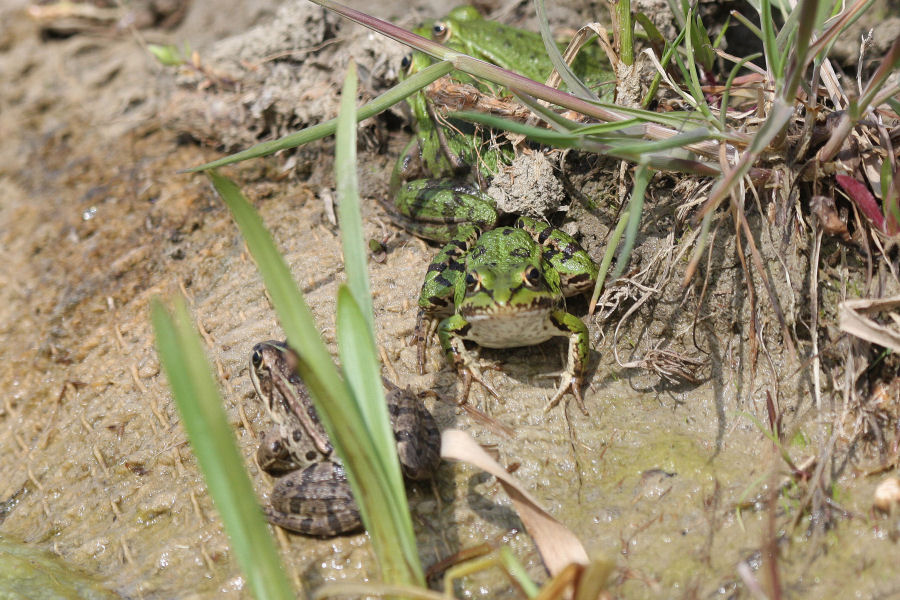 Identificazione rane - Pelophylax sp. (prov. Bologna)