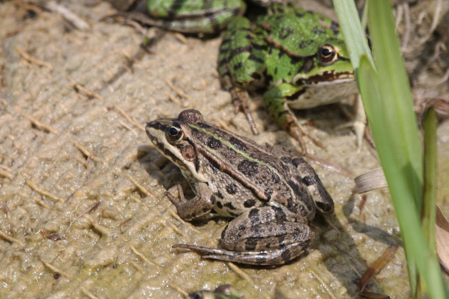 Identificazione rane - Pelophylax sp. (prov. Bologna)