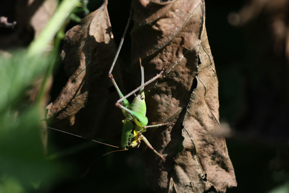 Eupholidoptera sp.