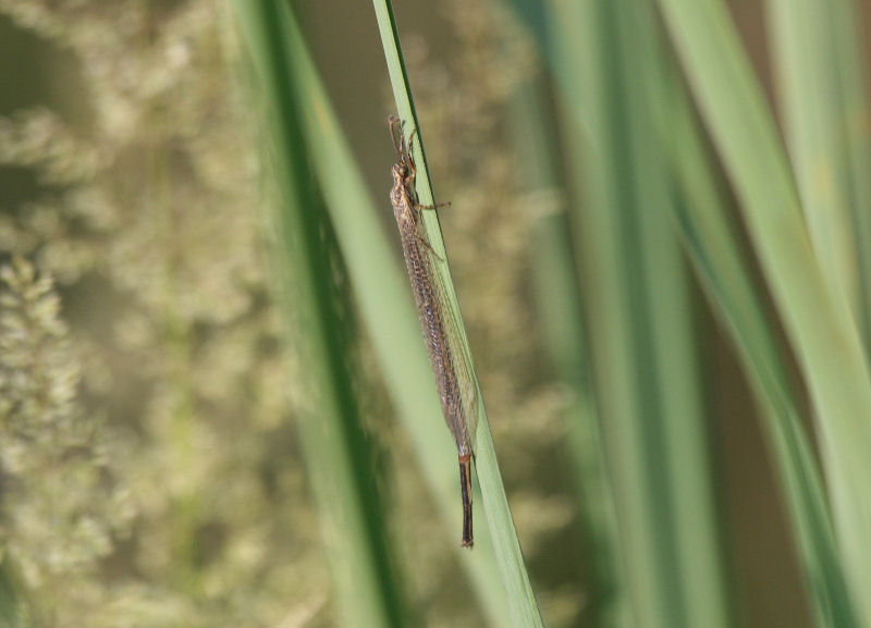 Creoleon plumbeus maschio