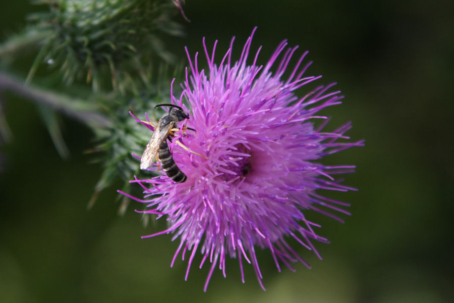 Halictus scabiosae M (Apidae Halictinae)