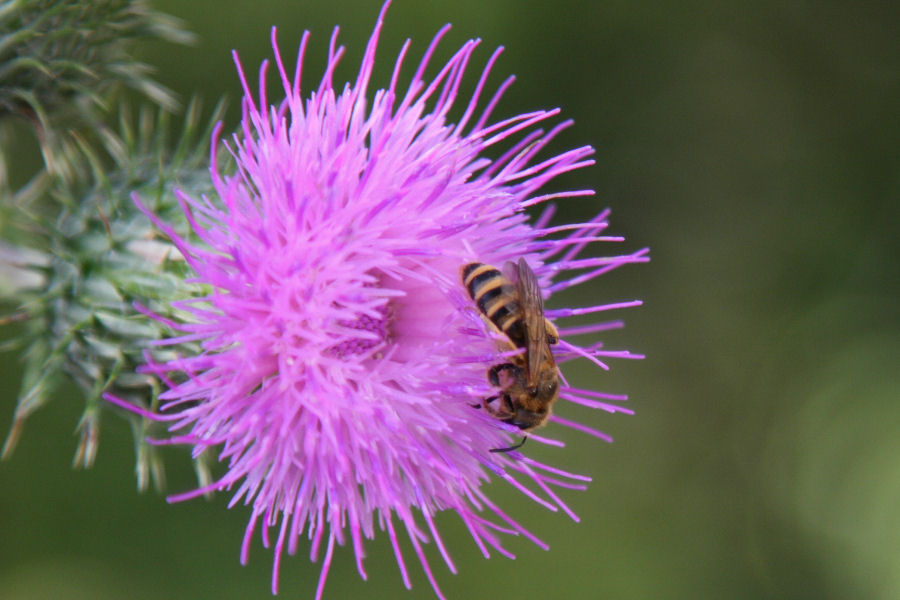 Halictus scabiosae F (Apidae Halictinae)