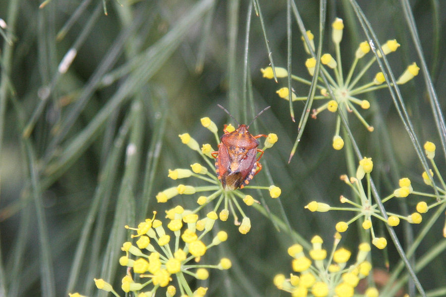 id. Pentatomidae
