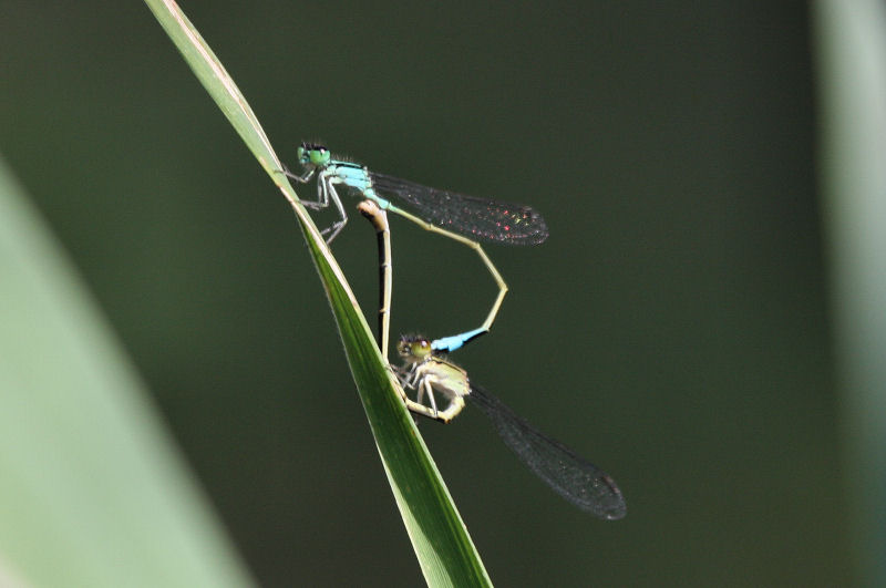 Identificazione - Ischnura elegans (accoppiamento)