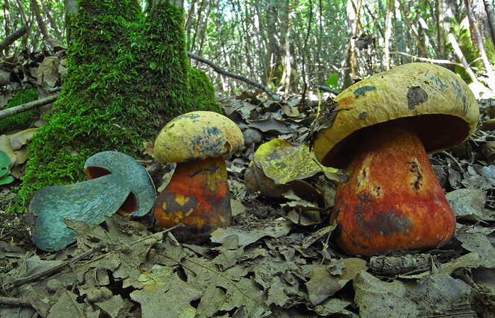 Boletus luteocupreus?