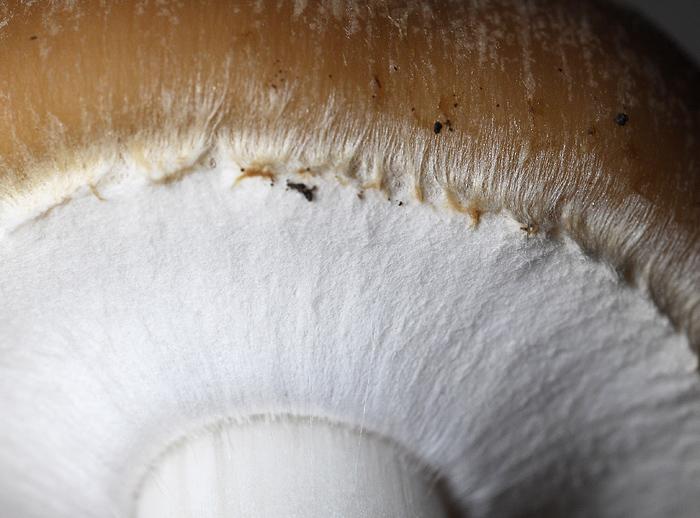 Un aiuto... (cfr. Psathyrella spintrigera)